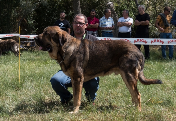 Lucero de Cuatro Elementos: EXC2 - Clase jóvenes macho, Fresno del Camino, León, Spain 11.08.2019
Keywords: cuatroelementos 2019