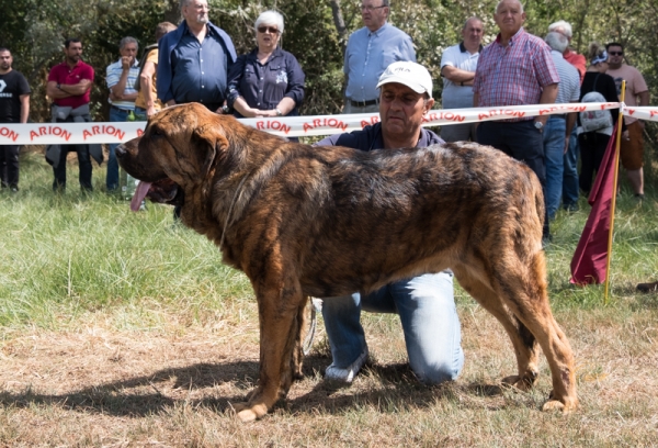 Brezo II de Ribayon: EXC3 - Clase jóvenes macho, Fresno del Camino, León, Spain 11.08.2019
Keywords: ribayon 2019