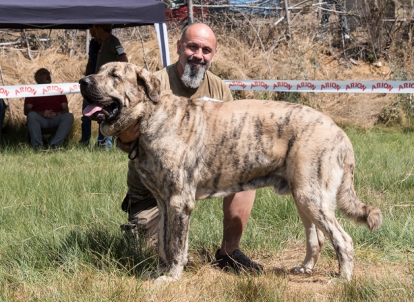 Dino de el Valeon: EXC4 - Clase jóvenes macho, Fresno del Camino, León, Spain 11.08.2019
Keywords: 2019