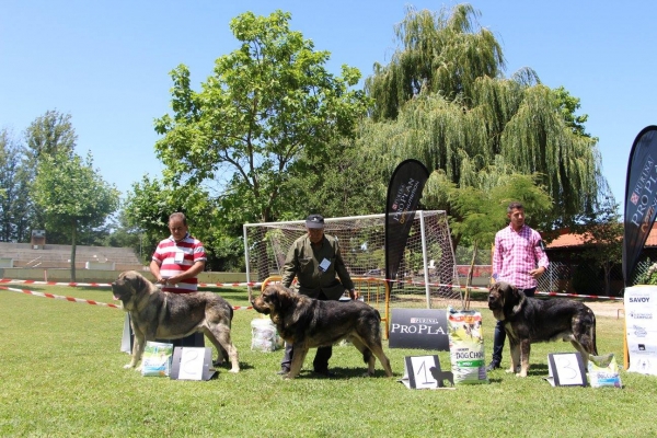 2.  Leño de la Portiecha, 1. Maura de Montañas de León, 3. Romero de El Retamalón - Open Class Males, Veguellina de Órbigo, 29.07.2017 




Keywords: 2017