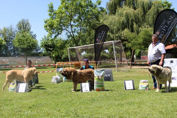 2. Fabiola de Serilú, 1. Ceyanca de Gustamores,  3. Peña de Laciana - Intermediate Class Females, Veguellina de Órbigo, 29.07.2017 




Keywords: 2017