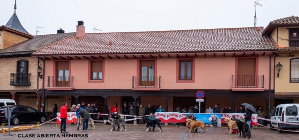 clase abierta hembras - Mansilla de las Mulas, Spain 10.11.2019
