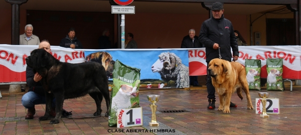 1. Nena de La Majada los Robles, 2. Julie de Serylu, clase abierta hembras - Mansilla de las Mulas, Spain 10.11.2019
