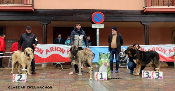 2. Jorgito de Serylu, 1. Orgaz das Uces, 3. Yaco de Camperona, clase abierta machos - Mansilla de las Mulas, Spain 10.11.2019
