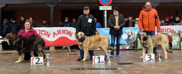 2. Tixon de Villasule, 1. Trueno, 3. Loki de Mallo de Omano - Clase cachorros machos, Mansilla de las Mulas, Spain 10.11.2019
