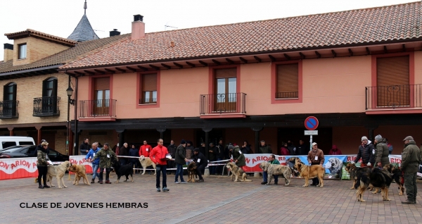Clase jovenes hembras - Mansilla de las Mulas, Spain 10.11.2019
