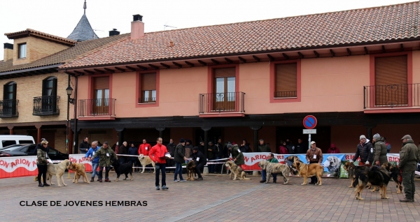 Clase jovenes hembras - Mansilla de las Mulas, Spain 10.11.2019
