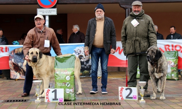 1. Copa de Autocan, 2. Fani de Guadamia, clase intermedia hembras - Mansilla de las Mulas, Spain 10.11.2019
