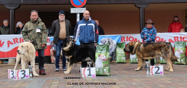 3. Leston de Tierra de Orbigo, 1. Nenu del Picu de San Martin, 2. Pelayo de Arandanos  - Clase jovenes machos, Mansilla de las Mulas, Spain 10.11.2019
