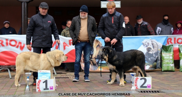 1. Teofila de Serylu - 2. Mora de Reciecho, clase muy cachorros hembras - Mansilla de las Mulas, Spain 10.11.2019
Keywords: serylu reciecho