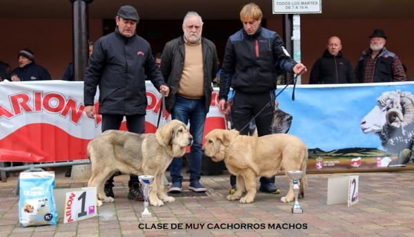 1. Zacarias de Serylu  - 2. Felix de Brañas del Norte, clase muy cachorros machos - Mansilla de las Mulas, Spain 10.11.2019
Keywords: serylu branasdelnorte