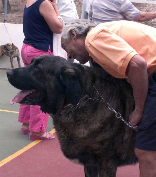 Cleopatra - Specialty Show Spanish Breeds, Archidona, Málaga - 29-05-2005
Female, 4 years old.
Owner: Jesús Bonilla  

Keywords: 2005