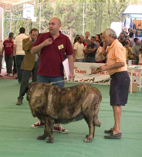 Cleopatra - Specialty Show Spanish Breeds, Archidona, Málaga - 29.05.2005
Female, 4 years old.
Owner: Jesús Bonilla.  

Keywords: 2005