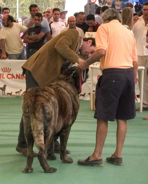 Cleopatra - Specialty Show Spanish Breeds, Archidona, Málaga - 29.05.2005
Female, 4 years old.
Owner: Jesús Bonilla  

Keywords: 2005