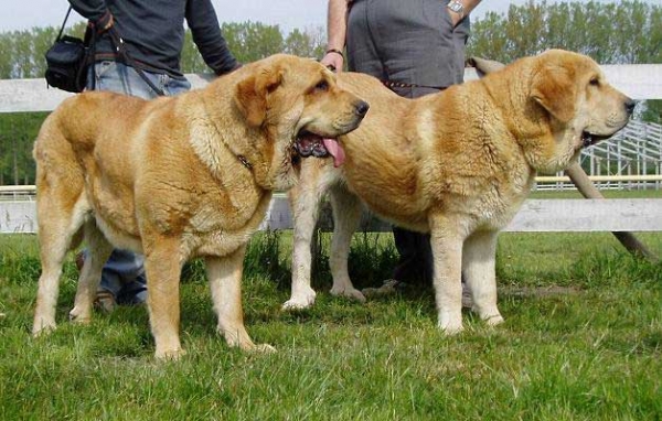 Historia Tornado Erben: Exc 2, Intermediate Class Females & Jorgito Tornado Erben: Very Good 1, Young Class Males -  Moloss Club Show, Mlada Boleslav 2007
Historia: (Druso de la Aljabara x Cassandra Tornado Erben) - Born: 11.08.2005
Jorgito: (Druso de la Aljabara x Cassanda Tornado Erben) - Born: 26.06.2006 

Photo: Lenka Erbenova - © Copyright. 
Keywords: 2007 tornado