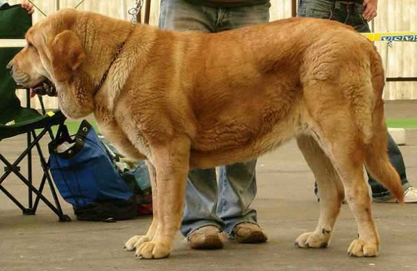 Historia Tornado Erben - Excellent 2 - Intermediate Class Females, Moloss Club Show, Mlada Boleslav 2007
(Druso de la Aljabara x Cassandra Tornado Erben)
Born: 11.08.2005

Photo: Iva Jarova - © Copyright. 
Keywords: 2007 tornado, confundo