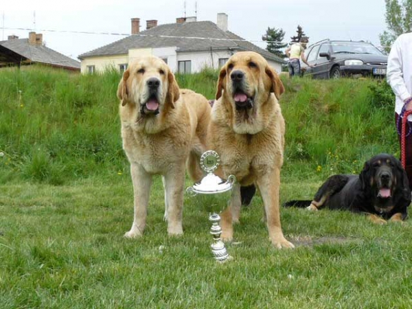 Part of Best Breeding Group: Jorgito and Historia Tornado Erben - Moloss Club Show, Mlada Boleslav 05.05.2007
Jorgito: (Druso de la Aljabara x Cassanda Tornado Erben) - Born: 26.06.2006 
Historia: (Druso de la Aljabara x Cassandra Tornado Erben) - Born: 11.08.2005

Photo: Ladislav Stekr & Iveta Dolezalova  - © Copyright. 
Keywords: 2007 tornado confundo