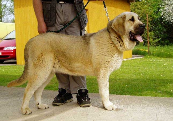 Hera Tornado Erben - excellent 1 - Young class females - Club Show of Moloss Club, Mlada Boleslav, Czech Republic, 13.05.2006
(Druso de la Aljabara x Cassandra Tornado Erben) 

Keywords: 2006 tornado