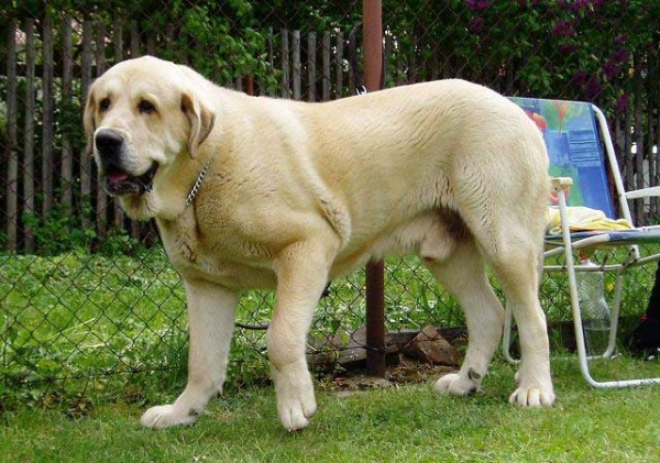 Sultan - excellent 2, res.CAC - Champion class males - Club Show of Moloss Club, Mlada Boleslav, Czech Republic, 13.05.2006
(Ordono x Princes de Vega de Albares)

Keywords: 2006 sokol