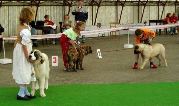 Zodynne Slnko Zemplina - very promising 1, Prima Baby - Baby class females - Club Show of Moloss Club, Mlada Boleslav, Czech Republic, 13.05.2006
(Domenico Beark Cerny Levhart x Goya Mastibe)

Zodynne was on 3rd place in Juniorhandling with Tereza Erbenova

Keywords: 2006