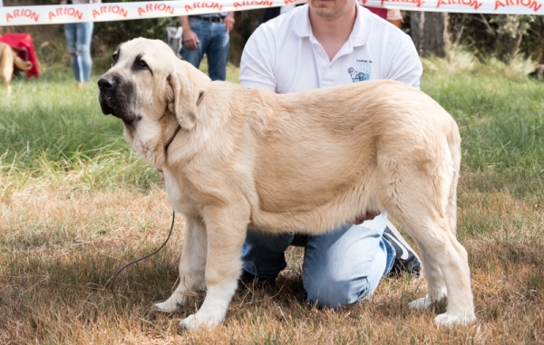 Jana de Fuente Sayud: MB1 Clase muy cachorro hembra, Fresno del Camino, León, Spain 11.08.2019 
Keywords: 2019