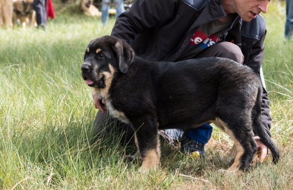 Mora de Reciecho: MB3 Clase muy cachorro hembra, Fresno del Camino, León, Spain 11.08.2019 
Keywords: reciecho 2019