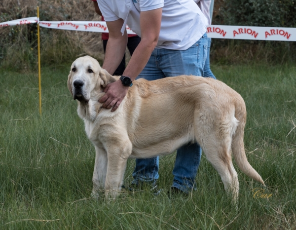 Justin de Fuente Sayud: MB2 Clase muy cachorro macho, Fresno del Camino, León, Spain 11.08.2019
Keywords: 2019