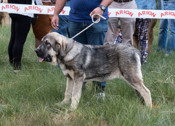 Girón de Ceomar: MB3 Clase muy cachorro macho, Fresno del Camino, León, Spain 11.08.2019
Keywords: ceomar 2019