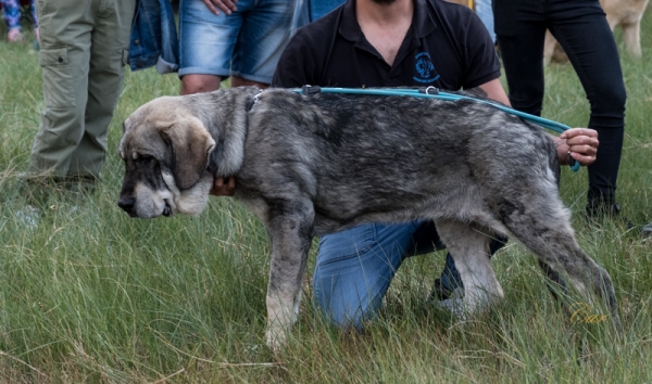 Balu - Clase muy cachorro macho, Fresno del Camino, León, Spain 11.08.2019
Keywords: 2019