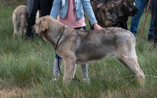 Buba - Clase muy cachorro macho, Fresno del Camino, León, Spain 11.08.2019
Keywords: 2019