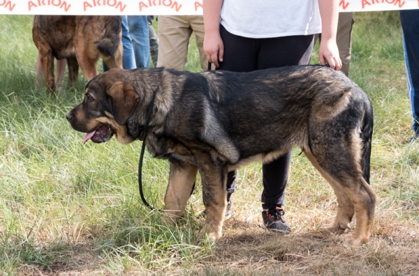 Montero de Villasule - Clase muy cachorro macho, Fresno del Camino, León, Spain 11.08.2019
Kľúčové slová: 2019