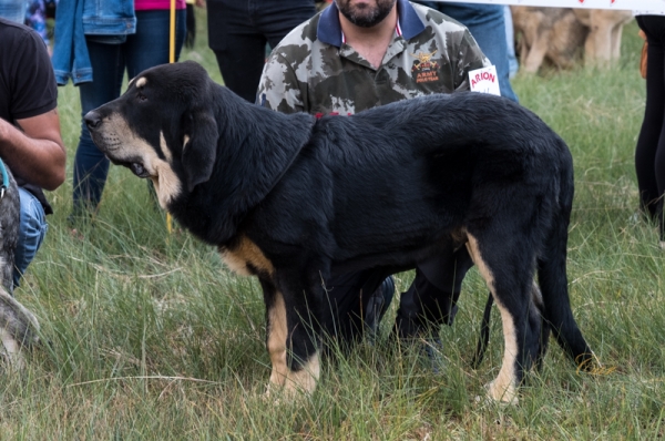 Urko de Puente la Guerra - Clase muy cachorro macho, Fresno del Camino, León, Spain 11.08.2019
Keywords: 2019