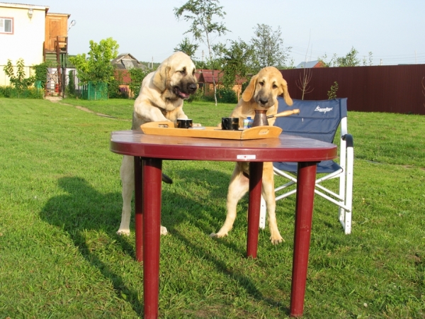 Puppies of Neron de Filandón & Komtesa Sofie Tornado Erben - Winner Photo of September 2008
Coffee Lovers!
Keywords: cortedemadrid