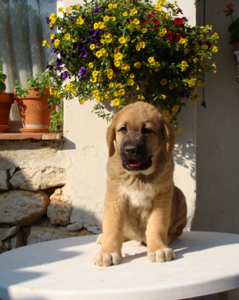 Coleto de Fuente Mimbre -  macho 64 días en la foto
Kennel / Afijo: "FUENTE MIMBRE"
Breeder / Criador: Francisco Torrijos
Tlf. +34 979 72 91 20
Web: http://www.fuentemimbre.com/
email: fuentemimbre@ono.com
Sire /Padre: Cañonero de Fuente Mimbre 
Dam / Madre: Celsa de Fuente Mimbre
Males / Machos: ?
Females / Hembras: ?
Date Born / Fecha Nacidos: ?.2011


Keywords: fuentemimbre