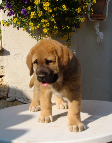 Coleto de Fuente Mimbre - macho 64 días en la foto
Kennel / Afijo: "FUENTE MIMBRE"
Breeder / Criador: Francisco Torrijos
Tlf. +34 979 72 91 20
Web: http://www.fuentemimbre.com/
email: fuentemimbre@ono.com
Sire /Padre: Cañonero de Fuente Mimbre 
Dam / Madre: Celsa de Fuente Mimbre
Males / Machos: ?
Females / Hembras: ?
Date Born / Fecha Nacidos: ?.2011


Keywords: fuentemimbre