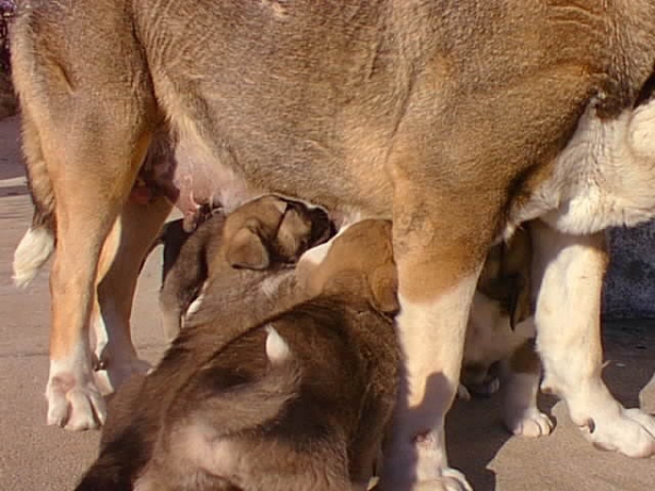 Puppies having dinner
Puppies from Val do Rosal
Keywords: val do rosal cachorro