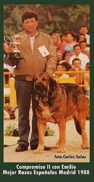 Compromiso II 1988
Compromiso II " con Emilio ganando por segundo año consecutivo MEJOR DE RAZAS ESPAÑOLAS en la Exposición de Primavera de Madrid año 1988.
Keywords: 1988