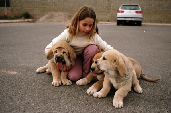 Eva con Los Cachorros (2 meses)
(Zagal de Laciana x Trufa de Trashumancia) 
Born: 31.10.2005  

Keywords: kids puppy cachorro