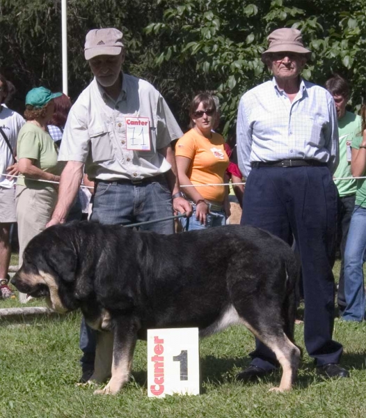 Concha de Babia - EXC. 1 Open Class Females, Barrios de Luna 10.09.2006
(Ulises de Babia x ?)
Keywords: 2006 babia