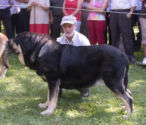 Concha de Babia, EXC. 1 Open Class Females - Barrios de Luna 10.09.2006
(Ulises de Babia x ?)
Keywords: 2006 babia