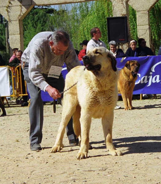 Conde del Valle de Santiago: VG - Young Class Males, Monográfica AEPME, Palencia 1999
Duque del Valle de Santiago x Jamaica
Born: 15.06.1998

Photo: Jonas Nielsen © Copyright 
Keywords: valle 1999