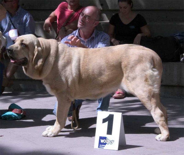 Intermediate Class Females: 1. Coral de Hazas de Cesto - AEPME Valencia de Don Juan, León, 02.09.2006
(Ch. Mayoral de Hazas de Cesto x Ch. Milena de Hazas de Cesto) - Born: 06.01.2005
Keywords: 2006 hazasdecesto