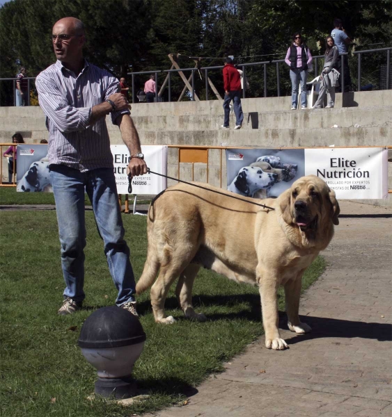 Coral de Hazas de Cesto: EXC 1 - Champion Class Females, Monográfica AEPME 13.09.2008
(Mayoral de Hazas de Cesto x Milena de Hazas de Cesto)
Born: 06.01.05 
Keywords: 2008 hazasdecesto