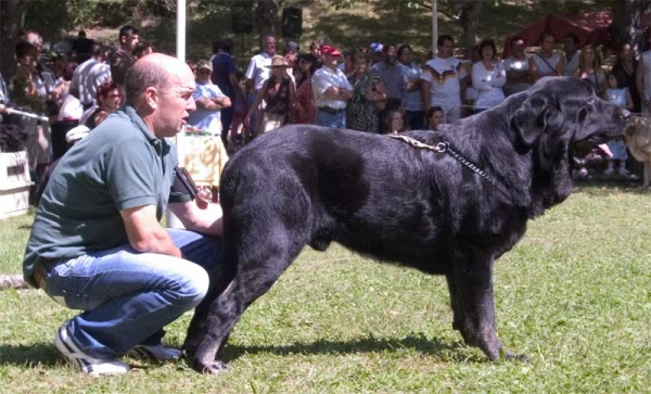 Costero de Buxionte, EXC. 1 Open Class Males, BIS - Barrios de Luna 10.09.2006
(Ch. Ulises de Babia x Rayas de los Zumbos) 
Born: 14.08.2004 

Keywords: 2006 buxionte