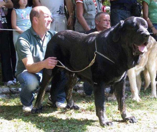 Costero de Buxionte, EXC. 1 Open Class Males, BIS - Barrios de Luna 10.09.2006
(Ch. Ulises de Babia x Rayas de Los Zumbos)
Born: 14.08.2006
Breeder& owner: Basilio Gago
Keywords: 2006 buxionte