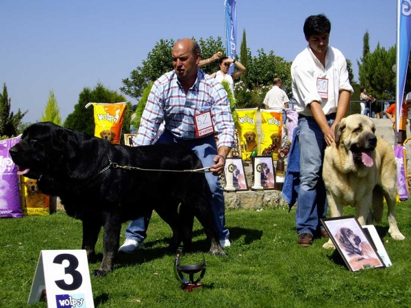 Costero de Buxionte: Exc. 3 & Seo de Torreanaz: Exc.1, CAC - Open Class Males, XXVII Monográfica AEPME, 15.09.2007
Costero: (Ch. Ulises de Babia X Rayas de los Zumbos) - Born: 14.08.2004
Seo: (Llanero de Ablanera X Tina de Babia) - Born: 01.07.2004   

Keywords: 2007 buxionte torreanaz