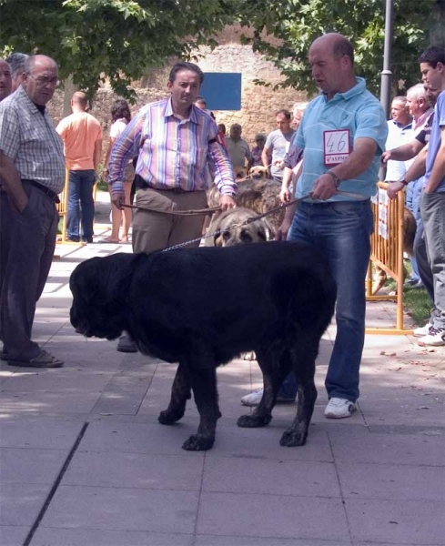 Costero de Buxionte EXC. 6 - Open Class Males - Monográfica AEPME Valencia de Don Juan, León, Spain, 02.09.2006
(Ch. Ulises de Babia x Rayas de Los Zumbos)
Born: 14.08.2004

Keywords: 2006 buxionte