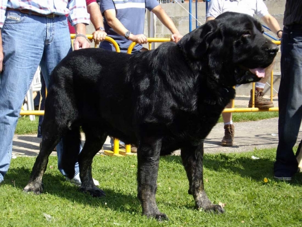 Costero de Buxionte: Exc. 3 - Open Class Males, XXVII Monográfica AEPME, 15.09.2007
(Ch. Ulises de Babia X Rayas de los Zumbos)
Born: 14.08.2004

Keywords: 2007 buxionte