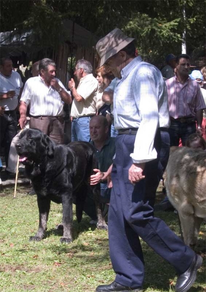 Costero de Buxionte, EXC. 1 Open Class Males, BIS - Barrios de Luna 10.09.2006
(Ch. Ulises de Babia x Rayas de Los Zumbos)
Born: 14.08.2006
Breeder& owner: Basilio Gago
Keywords: 2006 buxionte