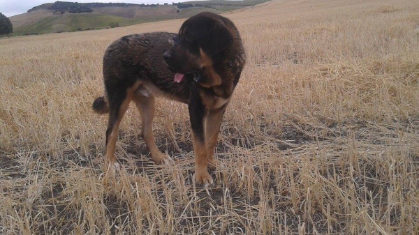 Coto de la Majada los Robles 
Kľúčové slová: rabiza